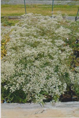 hyssopifolium(gallon)